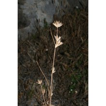 juncus sorrentinii parl.