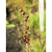 juncus squarrosus l.