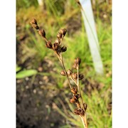 juncus squarrosus l.