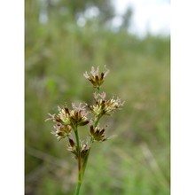 juncus striatus schousb. ex e. mey.