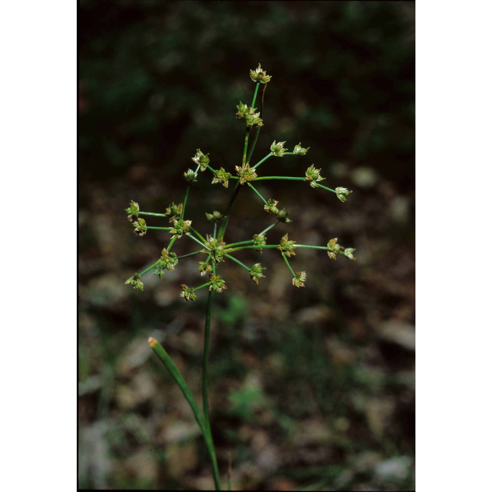 juncus subnodulosus schrank