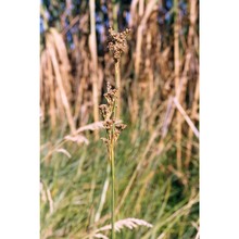 juncus subulatus forssk.