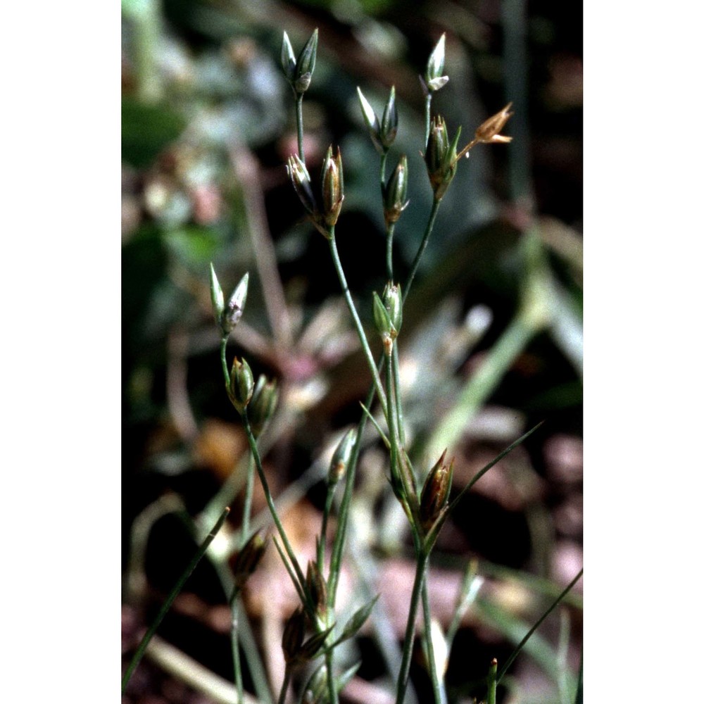 juncus tenageia ehrh.