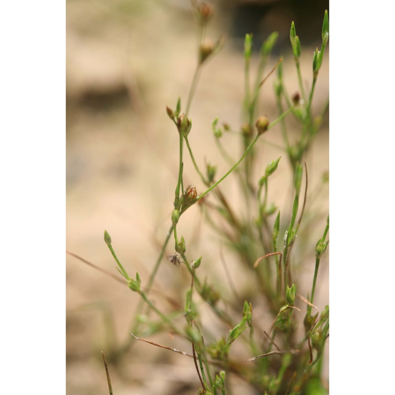 juncus tenageia ehrh.