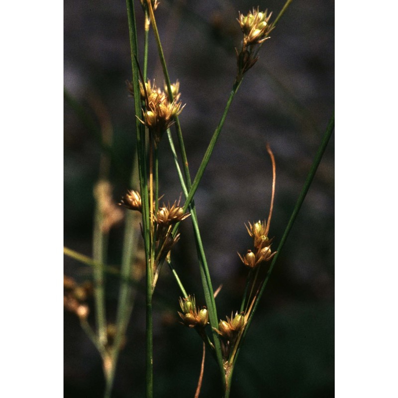 juncus tenuis willd.