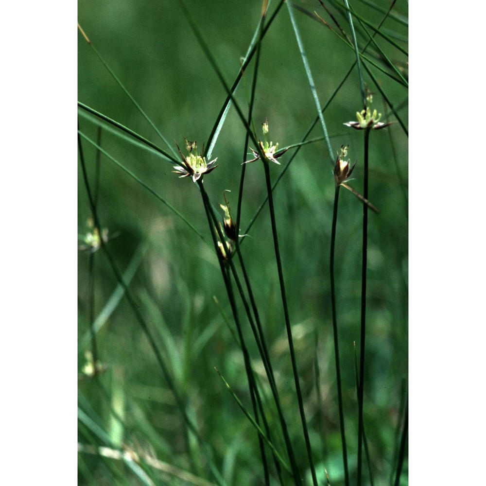 juncus trifidus l.