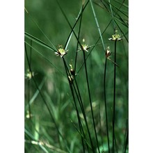 juncus trifidus l.