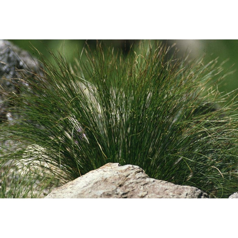 juncus trifidus l.