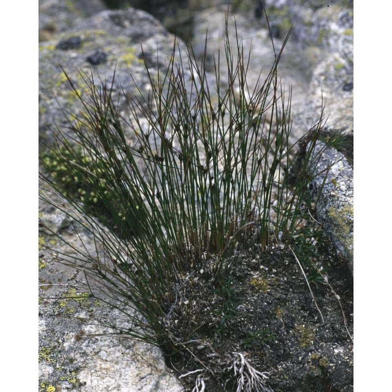 juncus trifidus l.