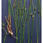 juncus trifidus l.