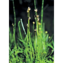 juncus triglumis l.