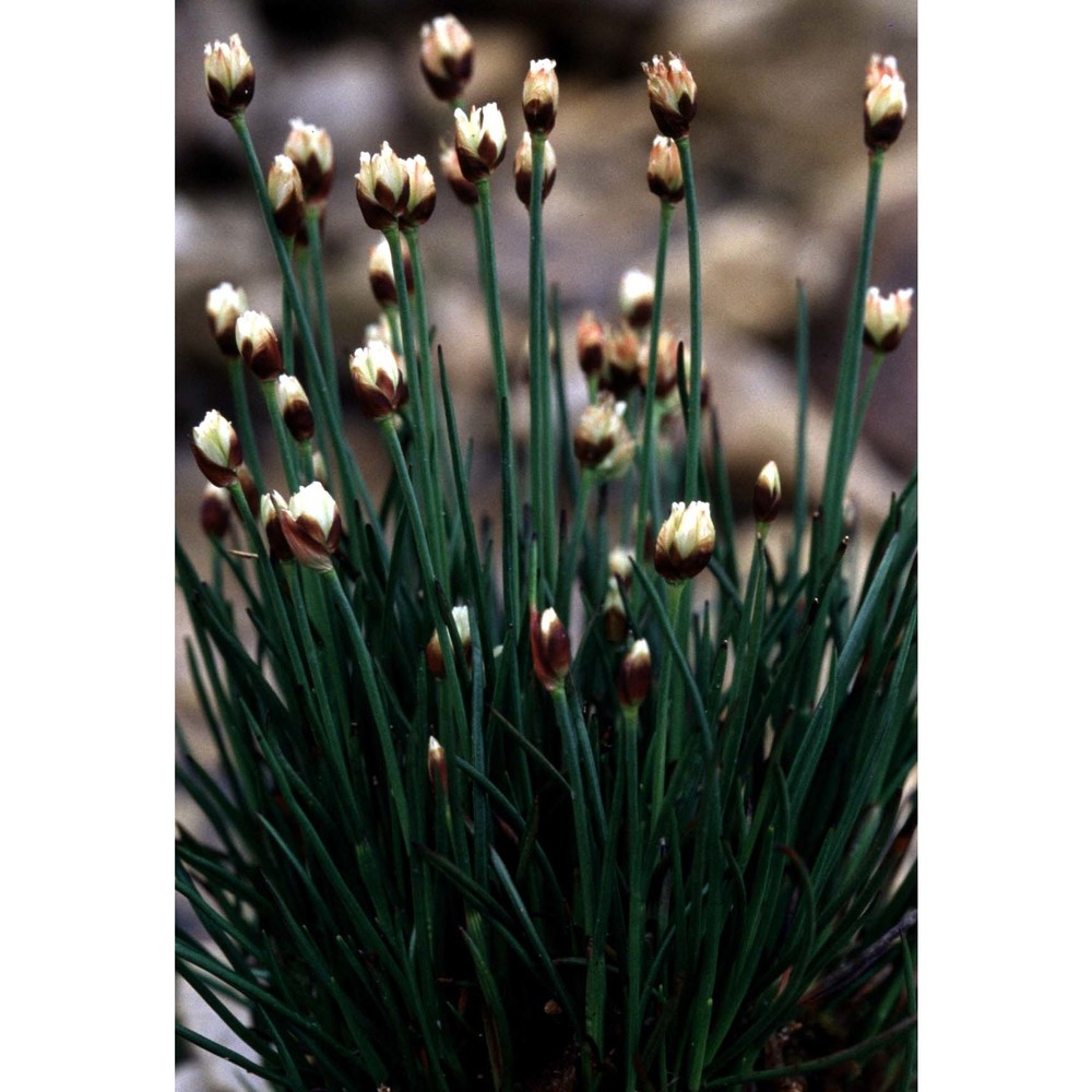 juncus triglumis l.