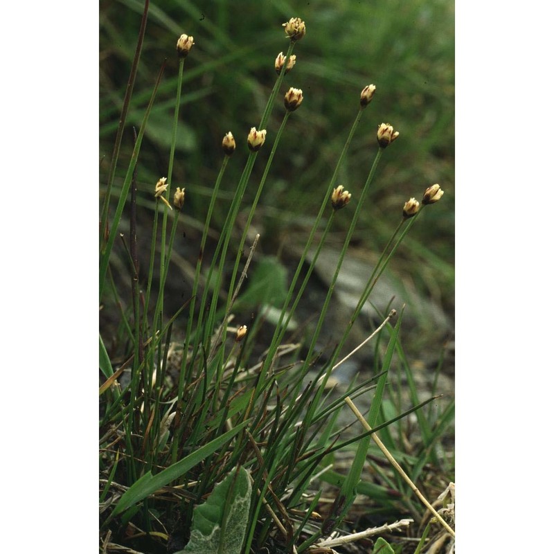 juncus triglumis l.