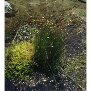 juncus triglumis l.