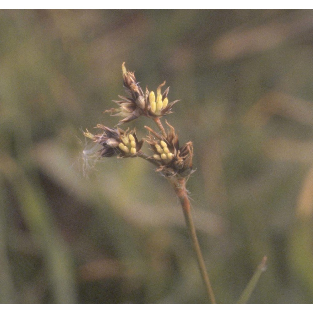 luzula campestris (l.) dc.