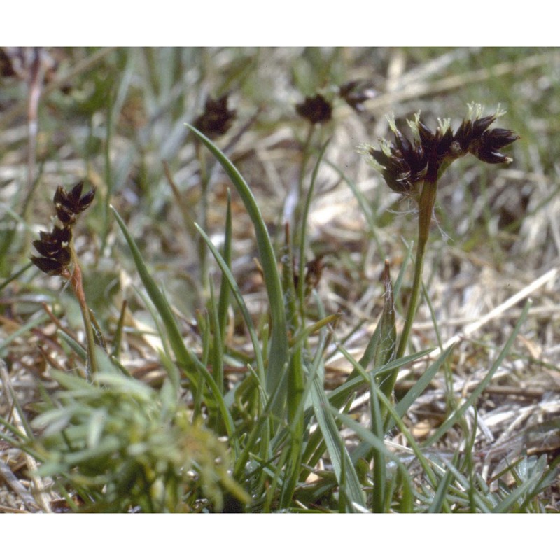 luzula campestris (l.) dc.