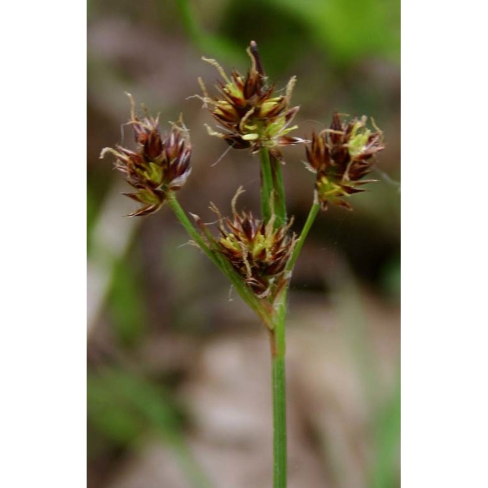 luzula campestris (l.) dc.