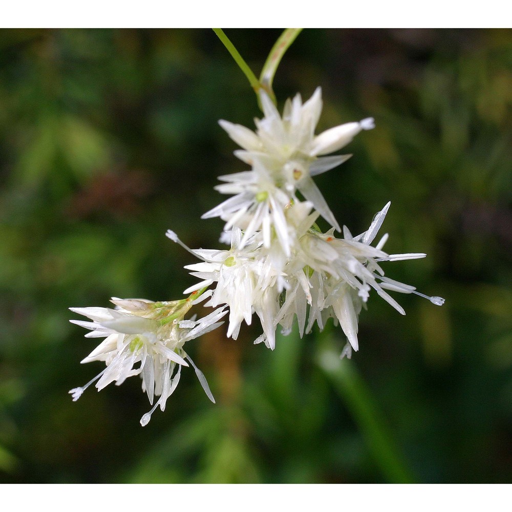 luzula luzuloides (lam.) dandy et wilmott