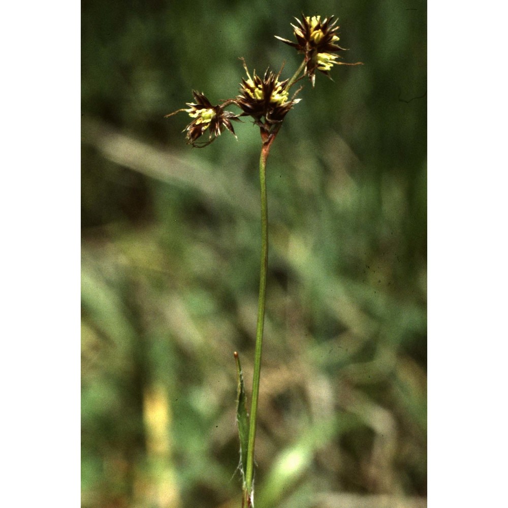 luzula multiflora (ehrh.) lej.