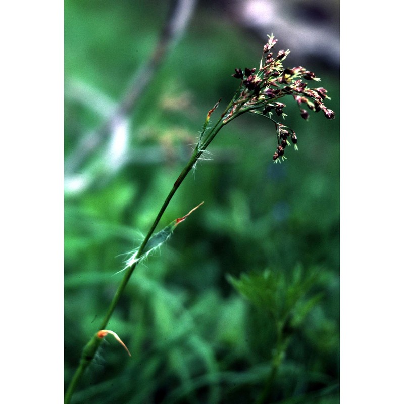 luzula pilosa (l.) willd.