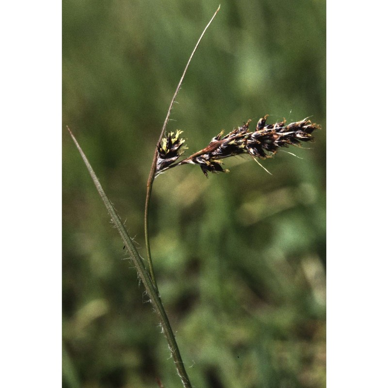 luzula spicata (l.) dc.