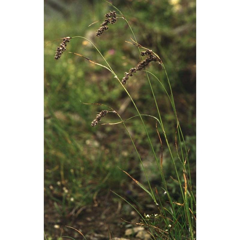 luzula spicata (l.) dc.