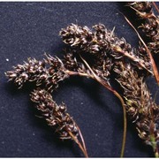 luzula spicata (l.) dc.