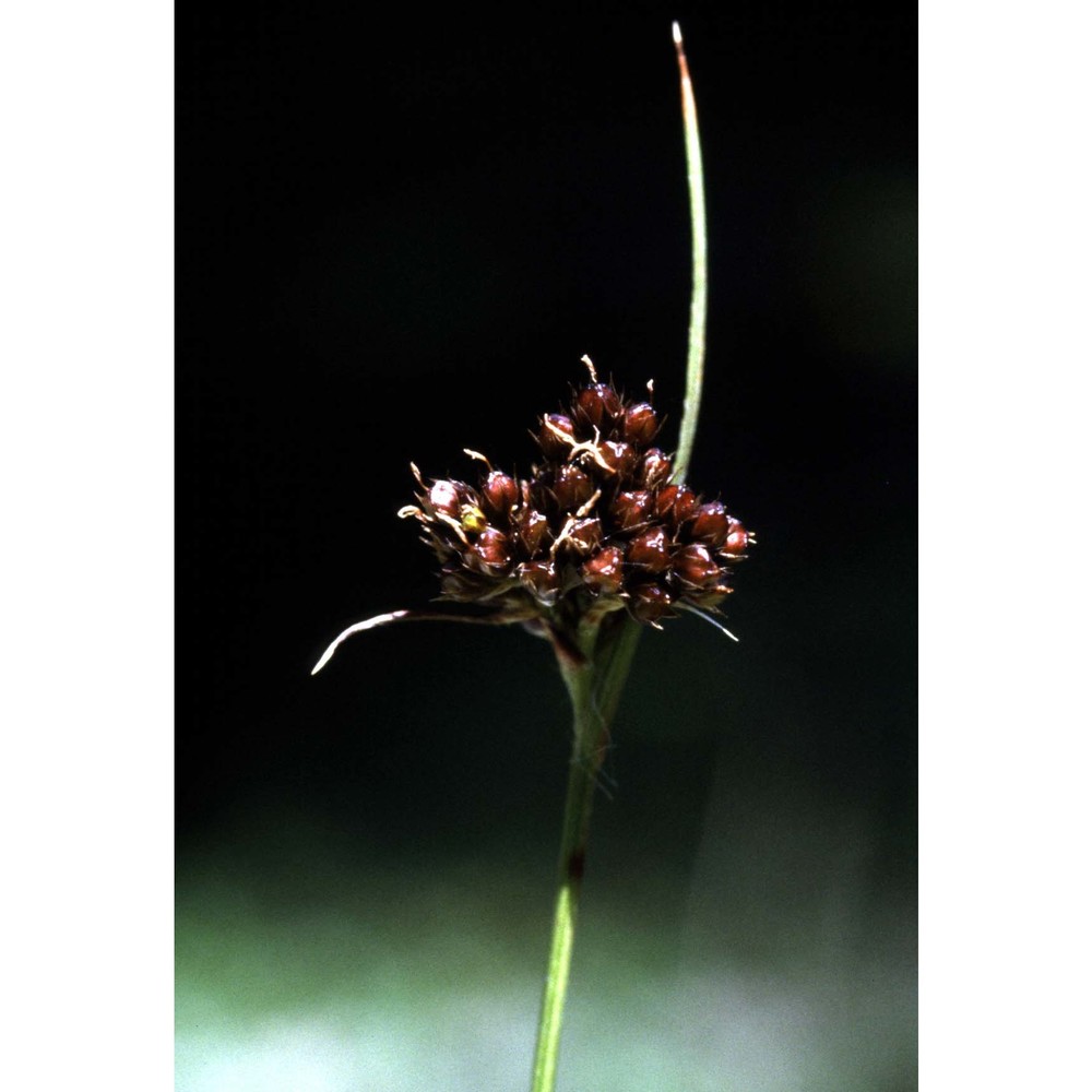 luzula sudetica (willd.) schult.