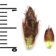 bolboschoenus maritimus (l.) palla