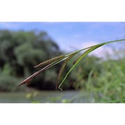 carex acuta l.