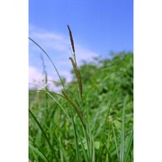 carex acuta l.