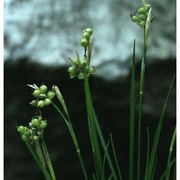 carex alba scop.