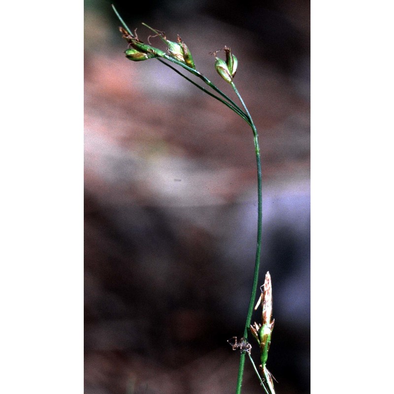 carex alba scop.