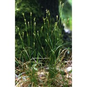 carex alba scop.