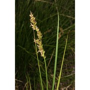 carex appropinquata schumach.