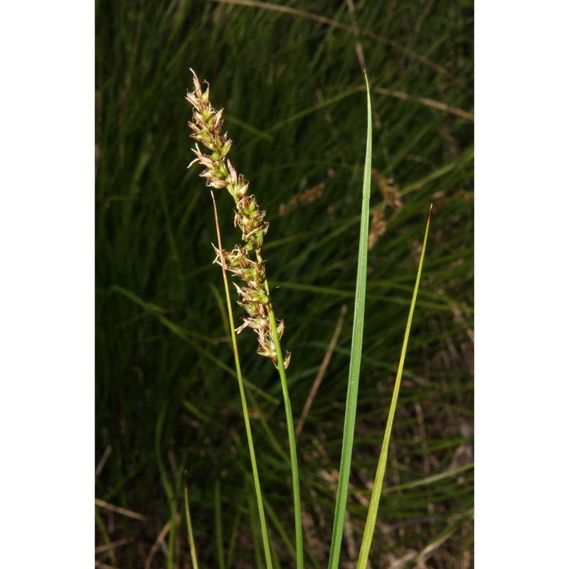 carex appropinquata schumach.