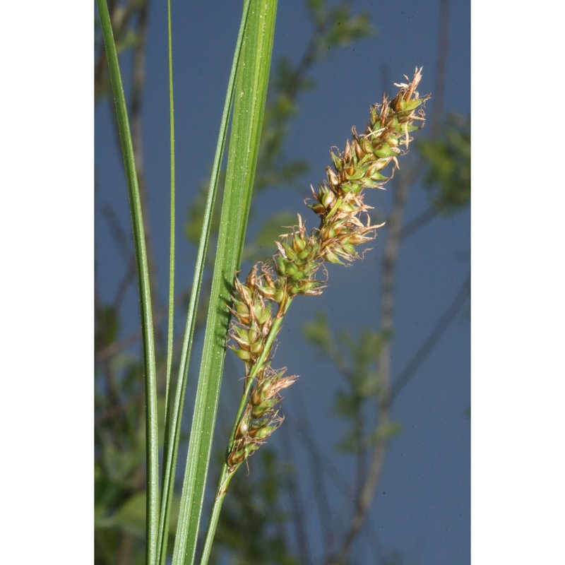 carex appropinquata schumach.