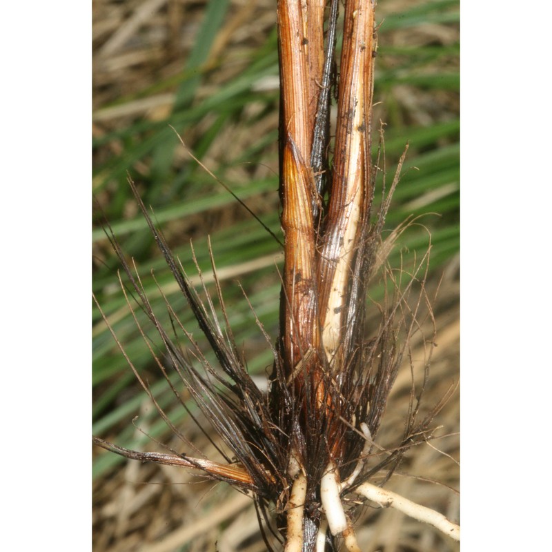 carex appropinquata schumach.