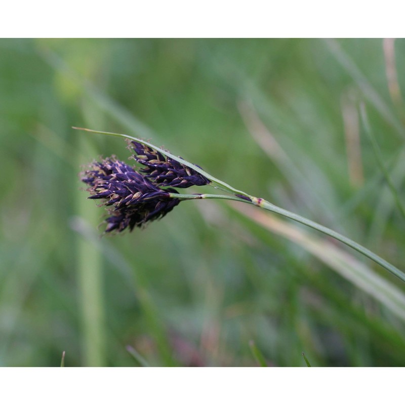 carex atrata l.