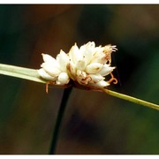 carex baldensis l.