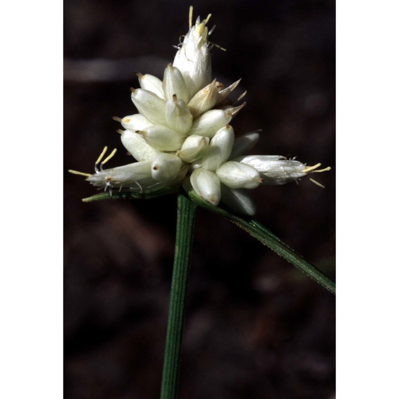 carex baldensis l.