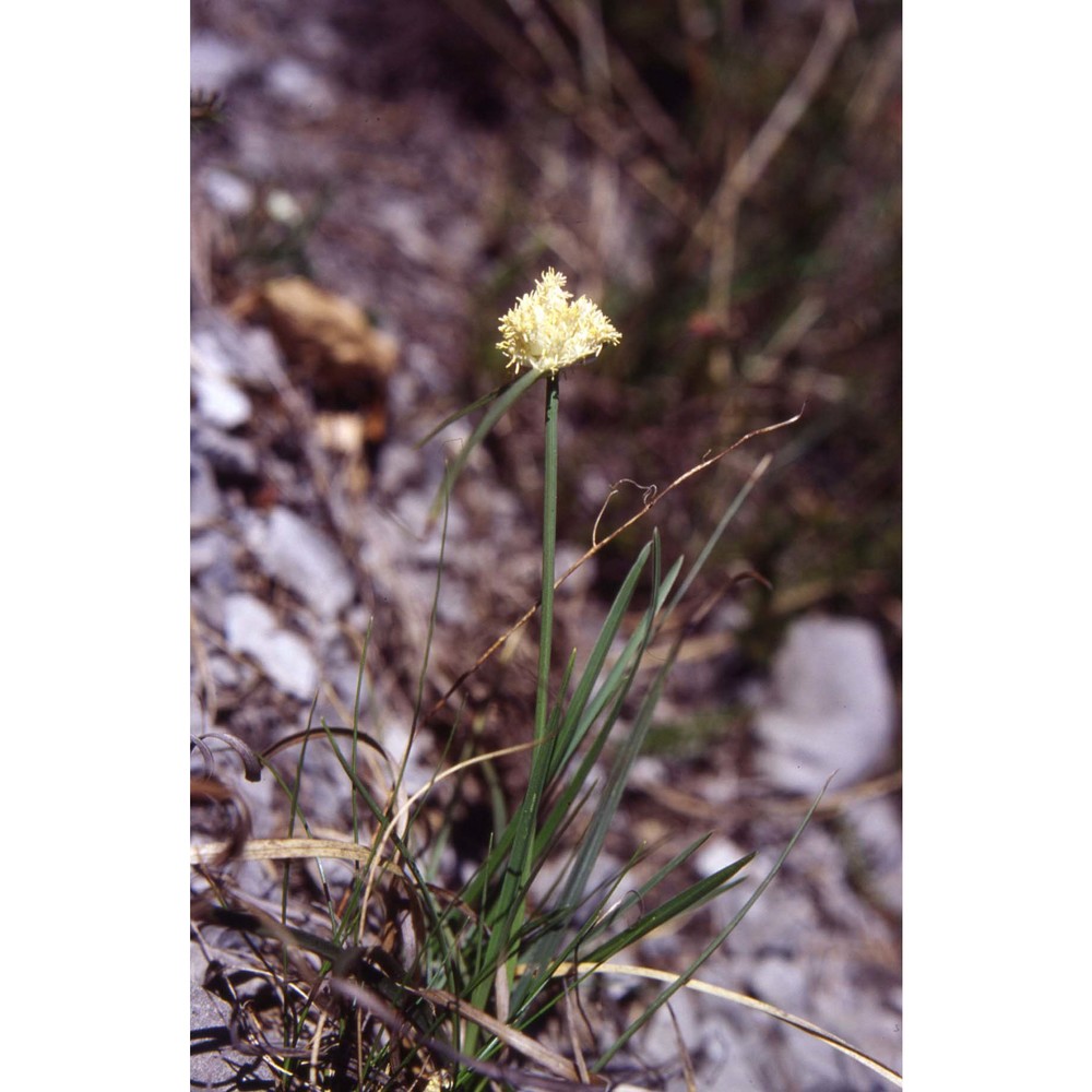 carex baldensis l.