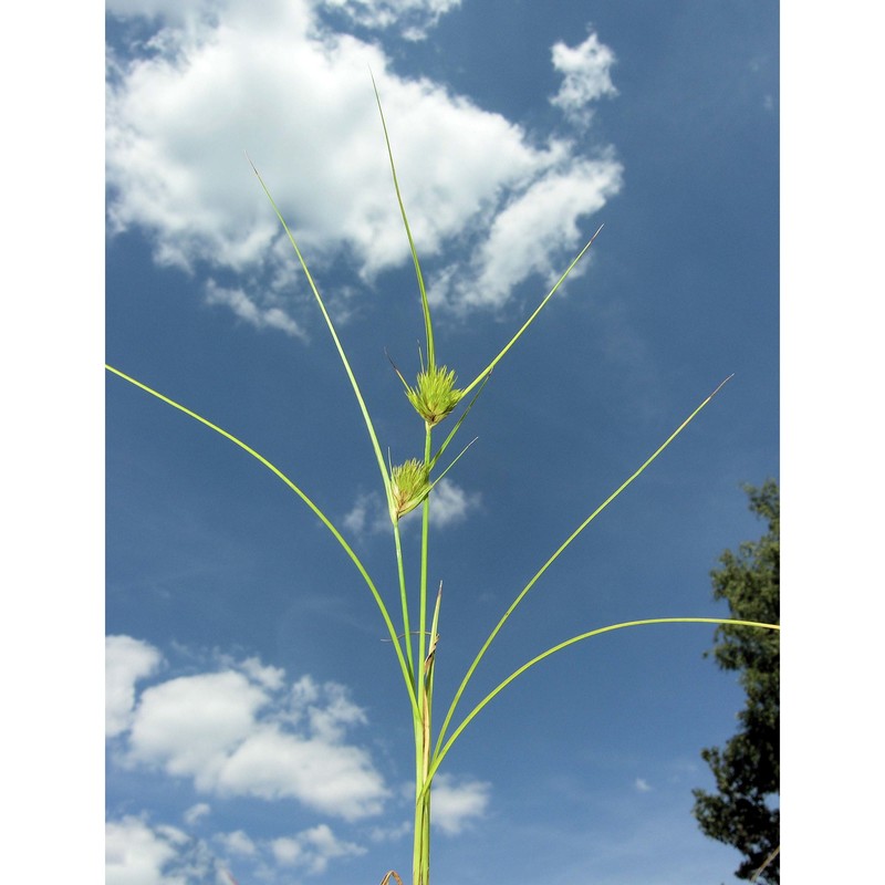 carex bohemica schreb.