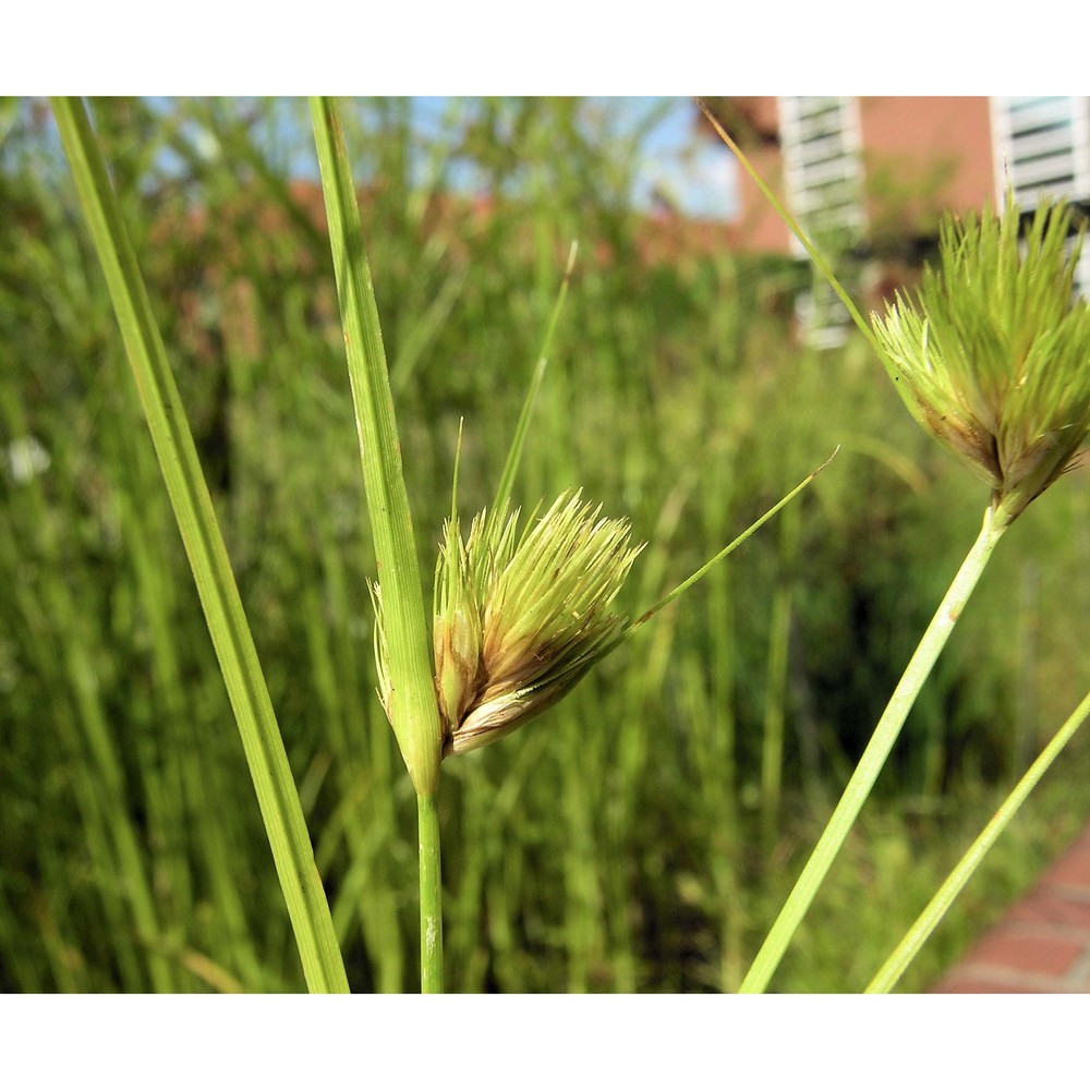 carex bohemica schreb.