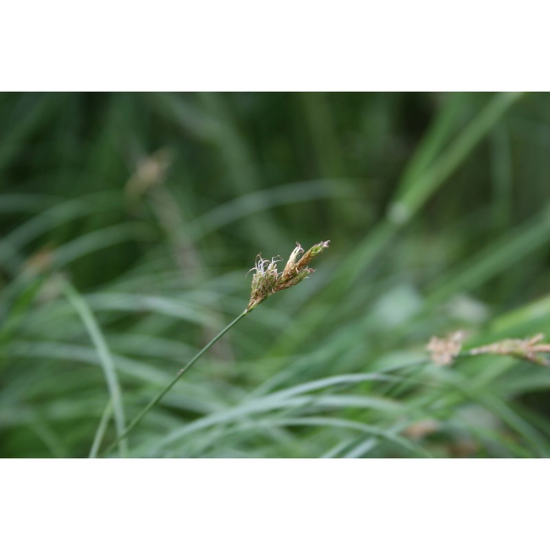 carex brizoides l.