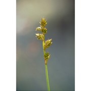 carex brunnescens (pers.) poir.