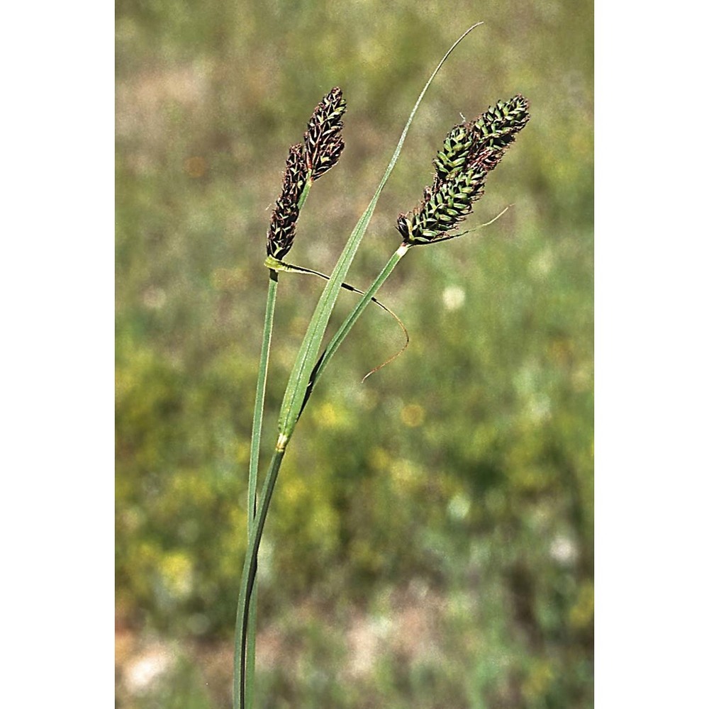 carex buxbaumii wahlenb.