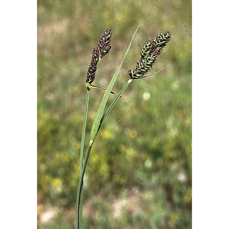 carex buxbaumii wahlenb.