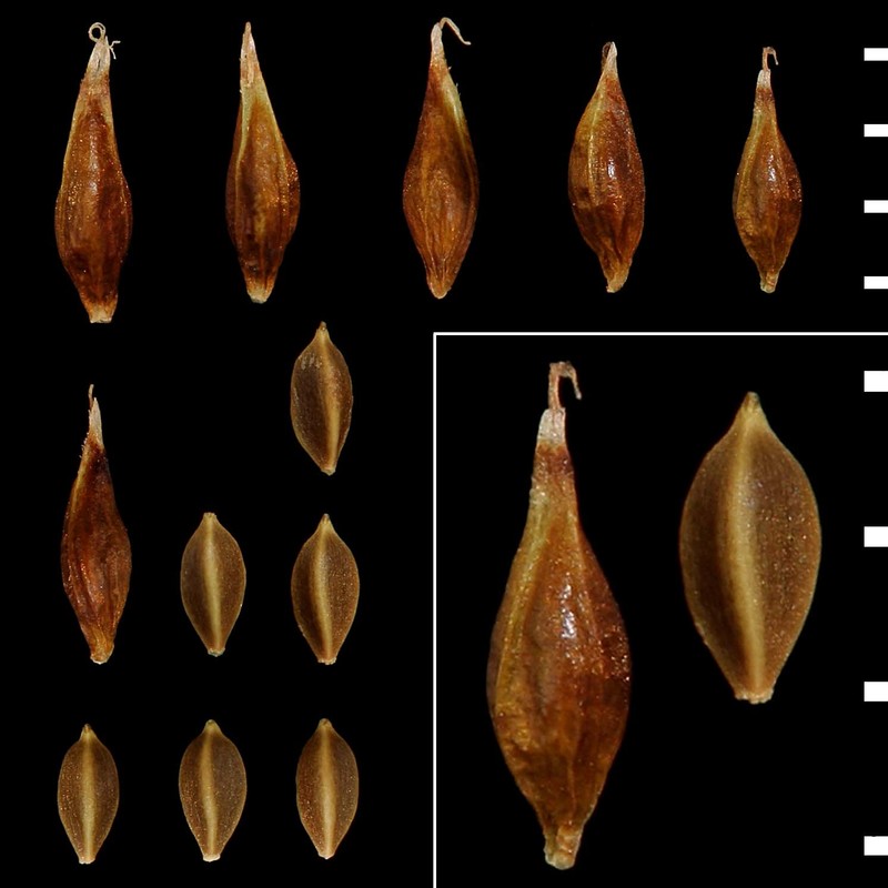 carex capillaris l.