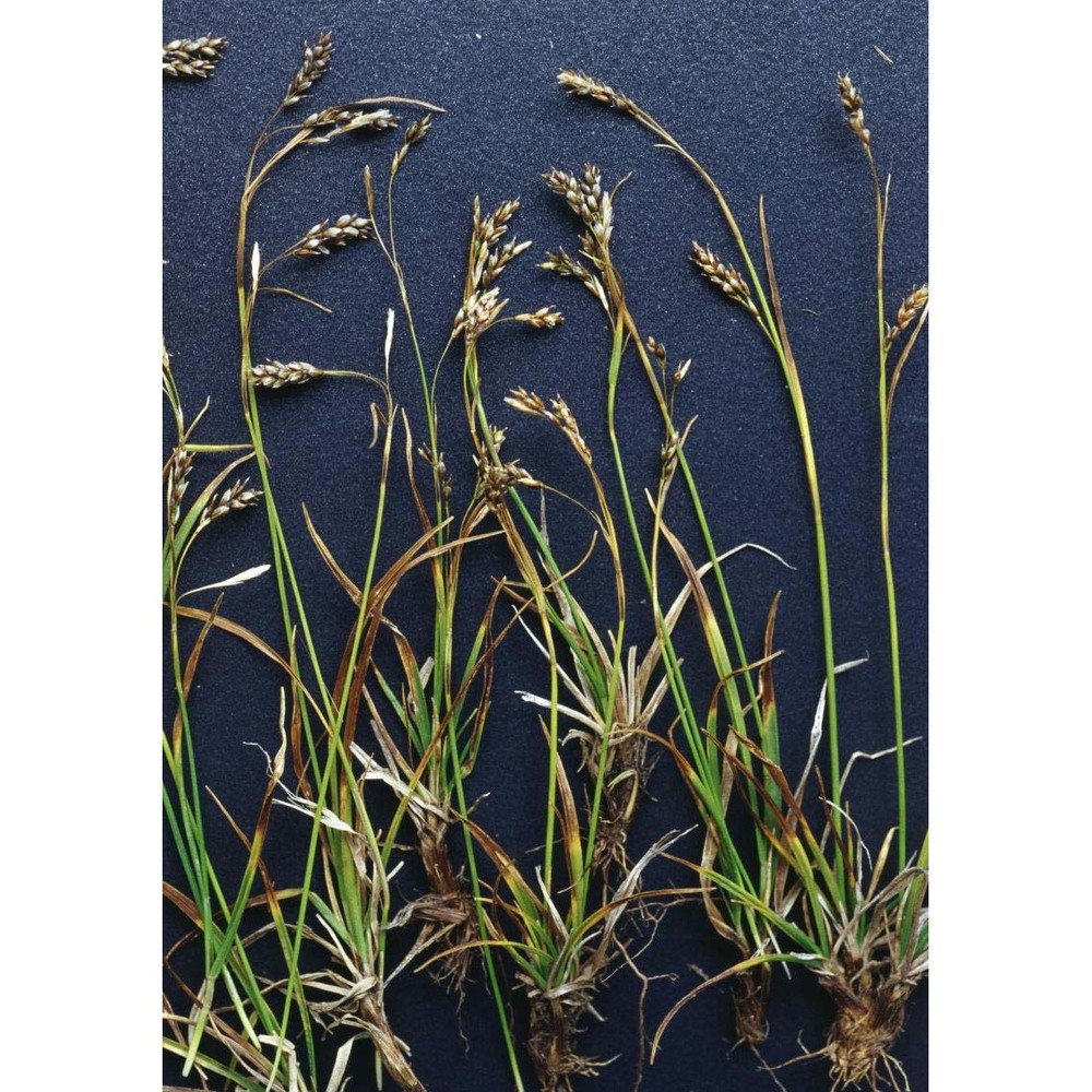 carex capillaris l.